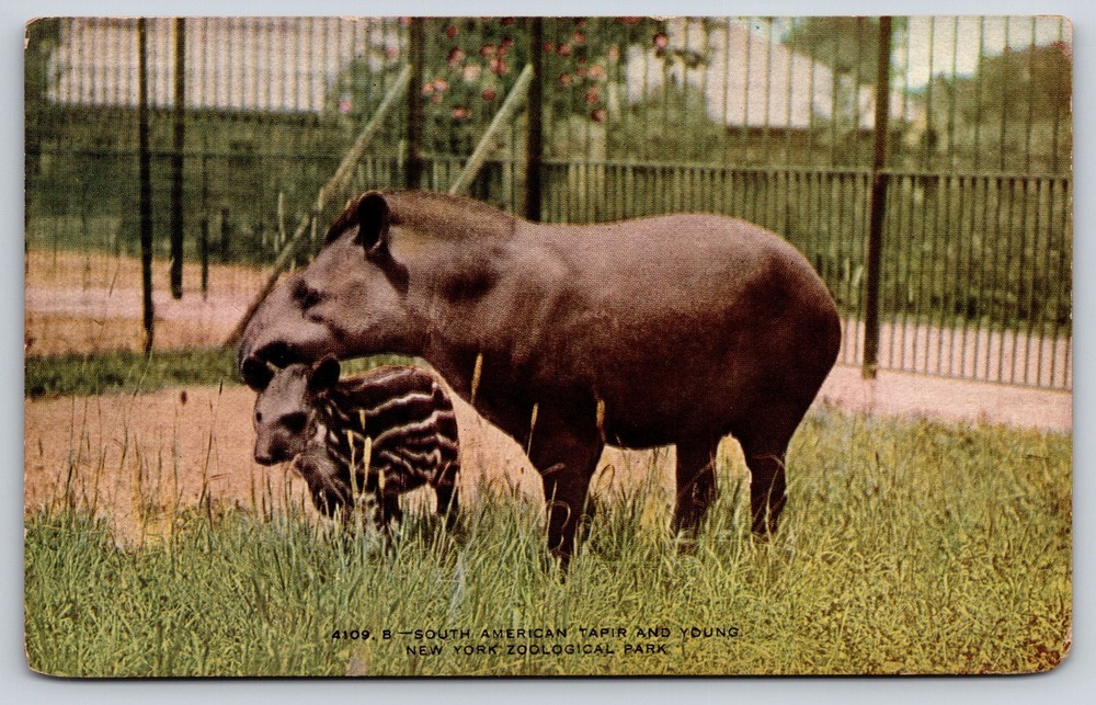 Animal~New York~Zoological Park~South American Tapir w/Young~c1910 Postcard