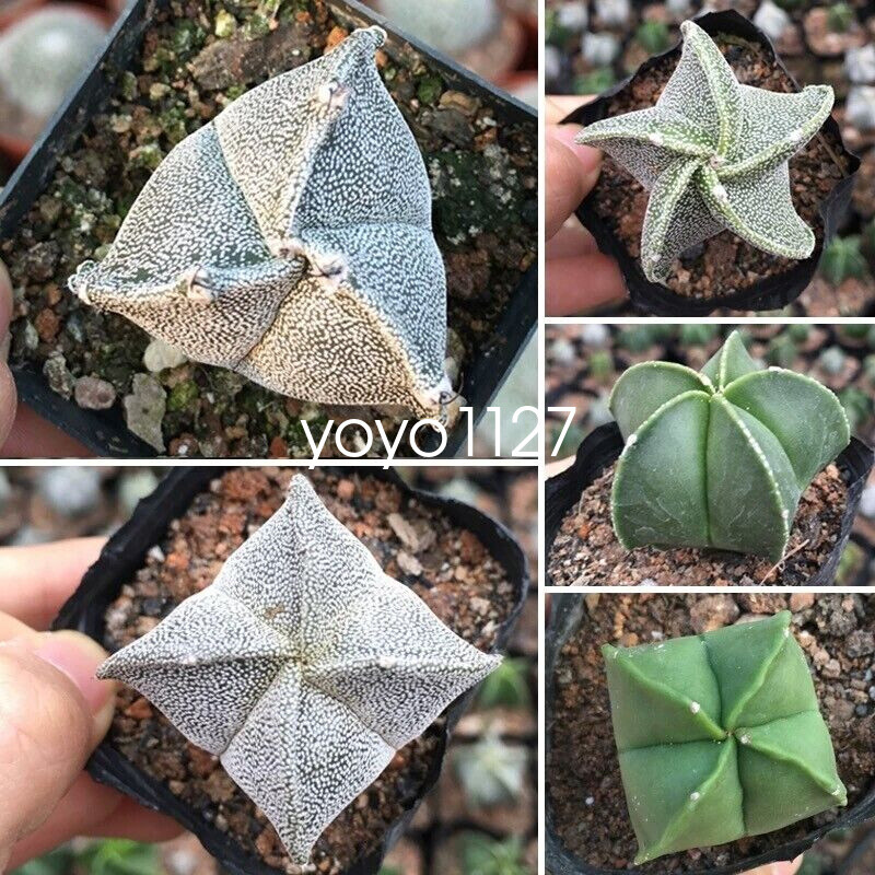 5pcs  Astrophytum myriostigma 5 types of cactus succulent and beautiful 3-4cm