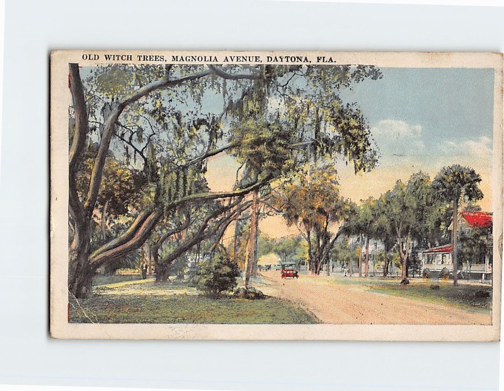Postcard Old Witch Trees Magnolia Avenue Daytona Florida USA