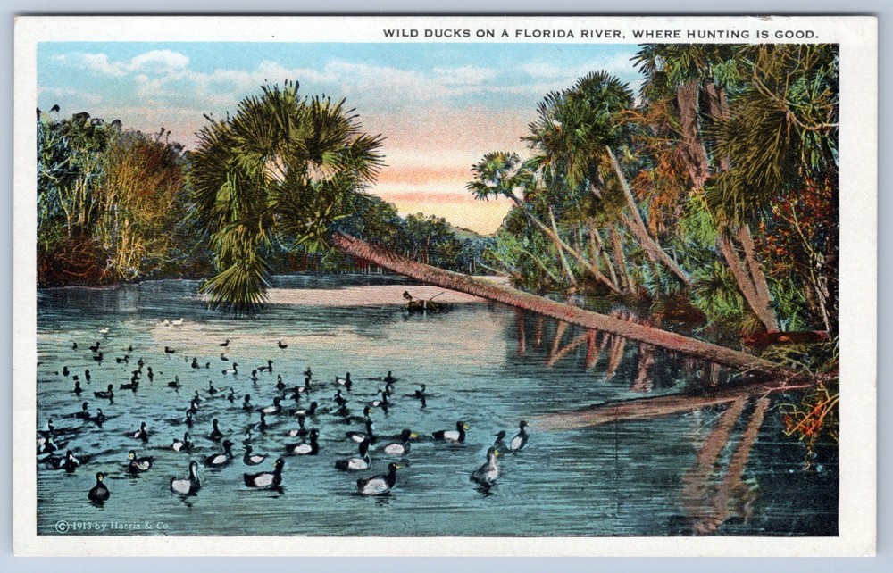 Wild Ducks on a Florida River with Palm Trees c. 1913 Harris & Co Postcard