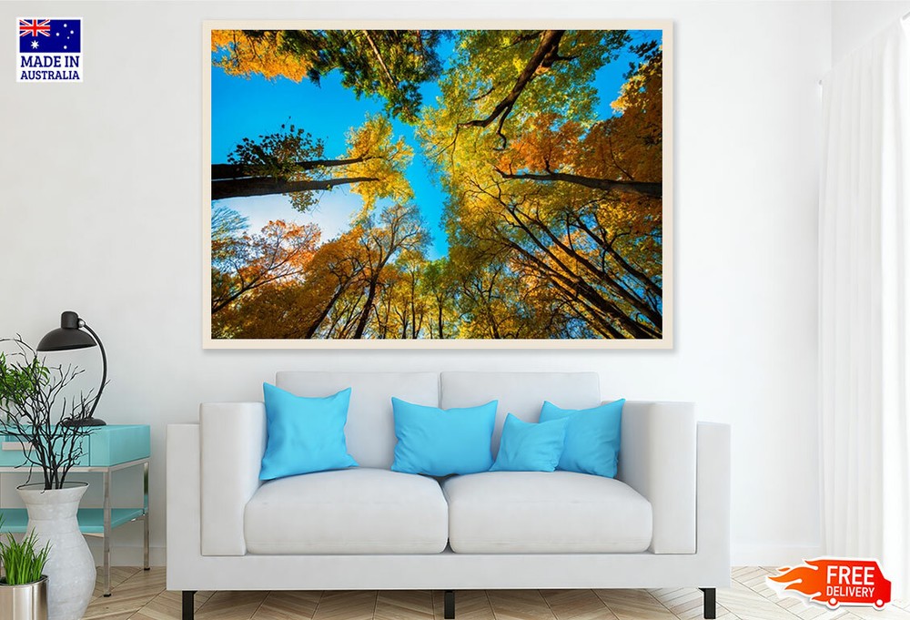 (Laminated) Autumn Forest View From Below Photograph 91x61cm
