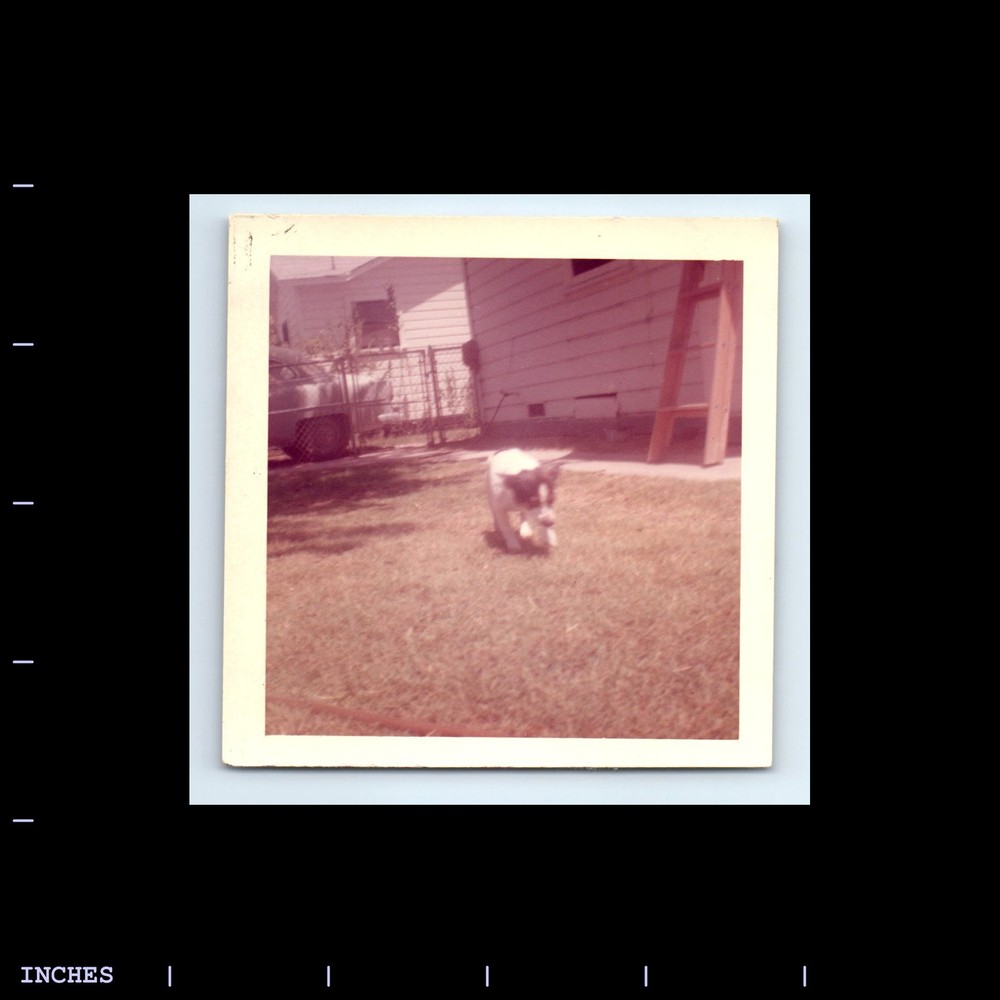 Square Color Photo DOG IN YARD
