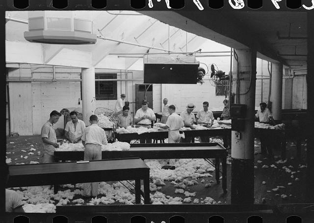 Grading cotton at cotton compress,Houston,Texas,TX,Farm Security Admin,FSA