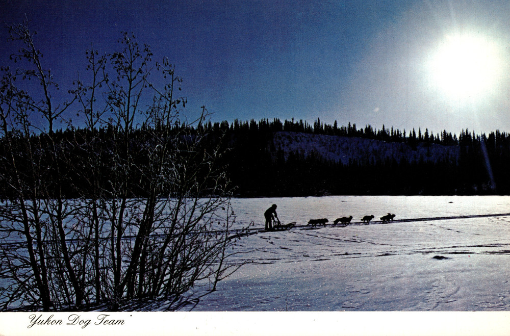 Vtg Postcard Yukon Dog Team Whitehorse Canada Dexter Color Studio North Unused