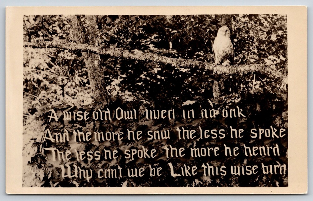 RPPC~Wise Owl Lived In An Oak Poem~Bird Perched In Tree~Real Photo Postcard
