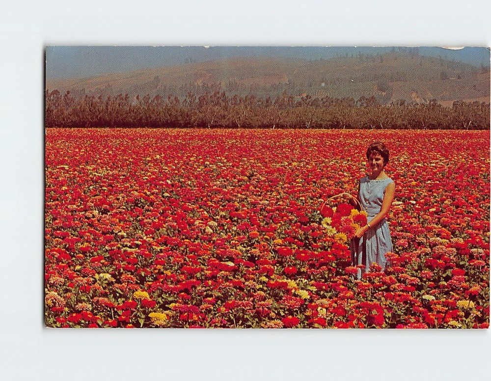 Postcard Burpeeana Giant Zinnias Growing for Seed Floradale Farms California USA