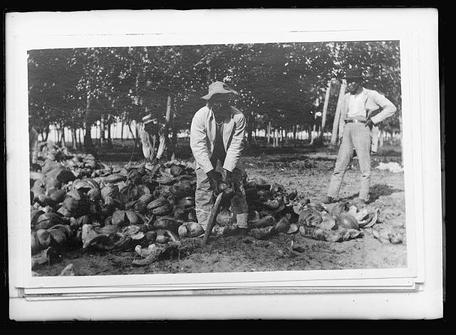 Photo:Dominican Republic 1930s Coconut Harvest Workers Plantation
