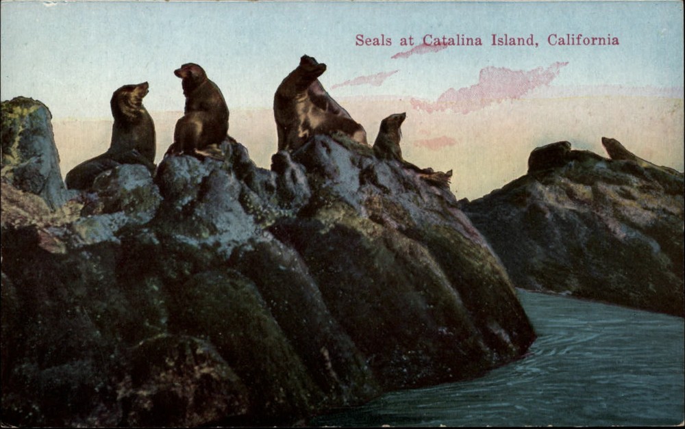 Seals at Catalina Island California ~ c1910 vintage postcard