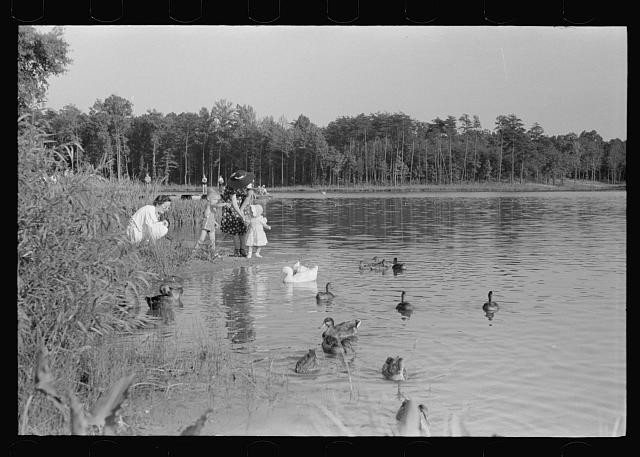 Photo:Greenbelt Maryland Lake Family Ducks 1938 Waterfowl Scene