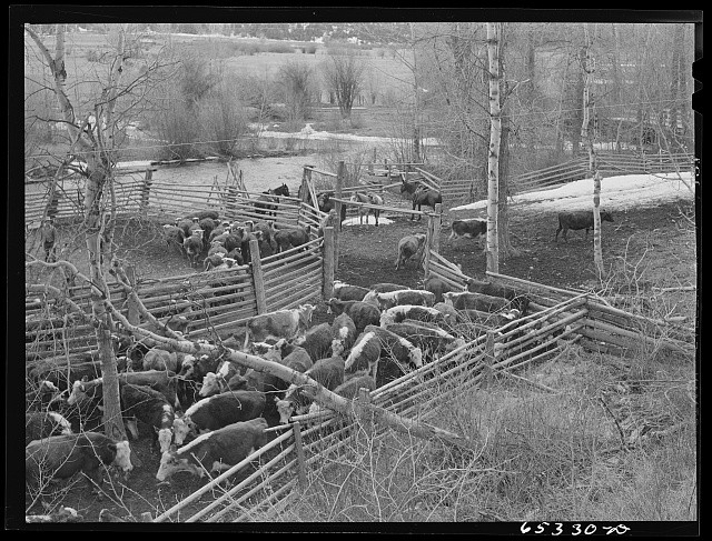 Photo:Bitterroot Valley Montana 1942 Cattle in Ranch Corral