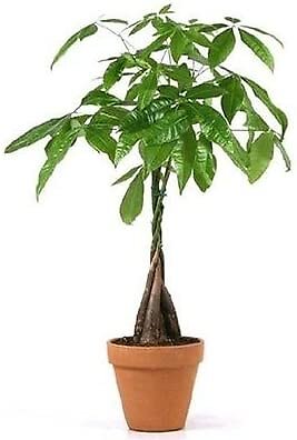 Pachira Aquatica Bonsai Money Tree Feng Shui Live Zen Garden 10