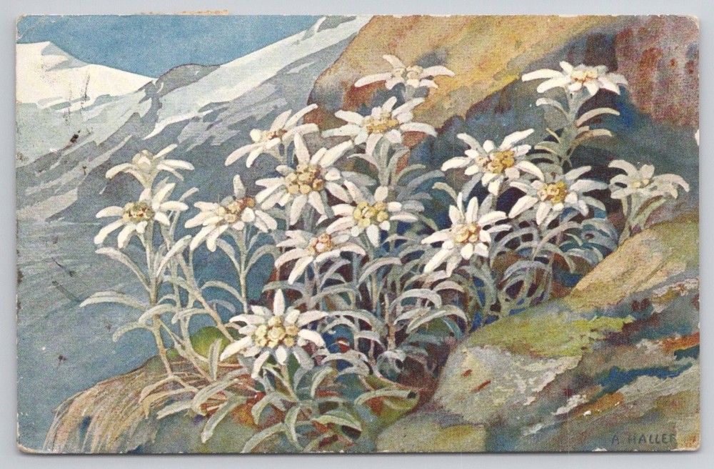1923 Switzerland Edelweiss Flowers A. Haller Art Postcard Scranton PA