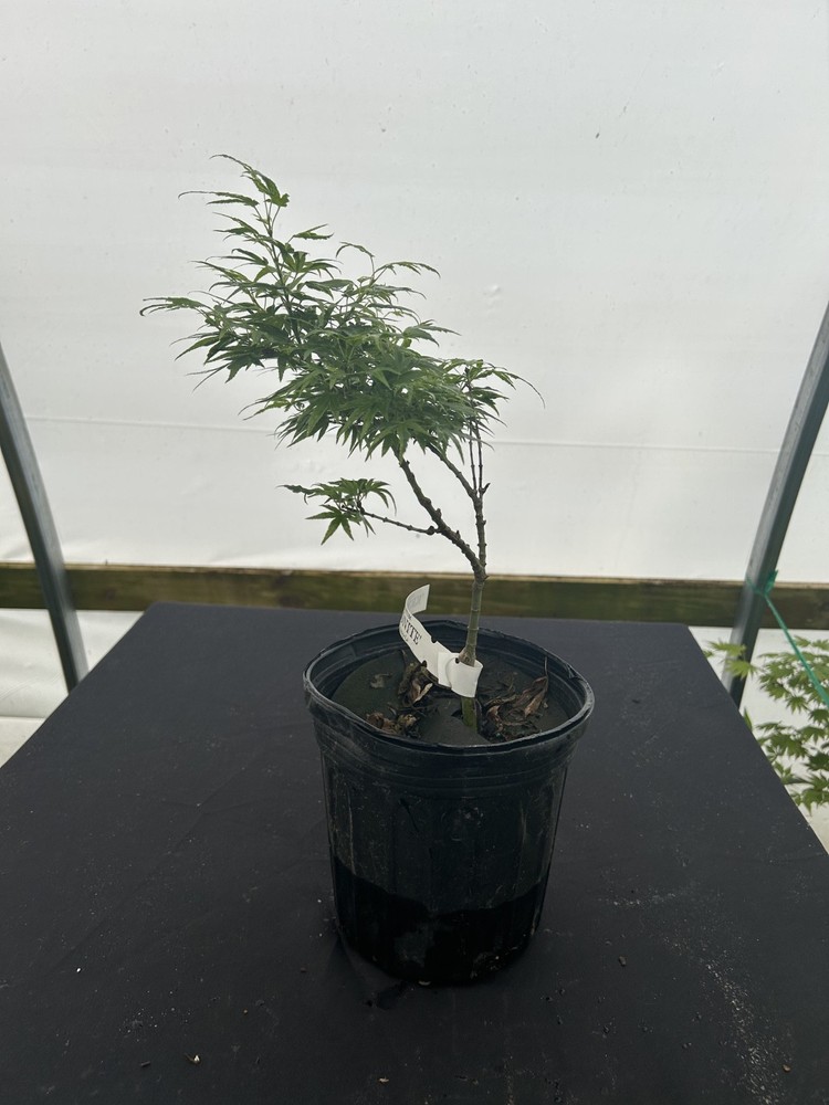 Acer palmatum Kryptonite™ Rare Dwarf Japanese Maple 1 Gallon-image