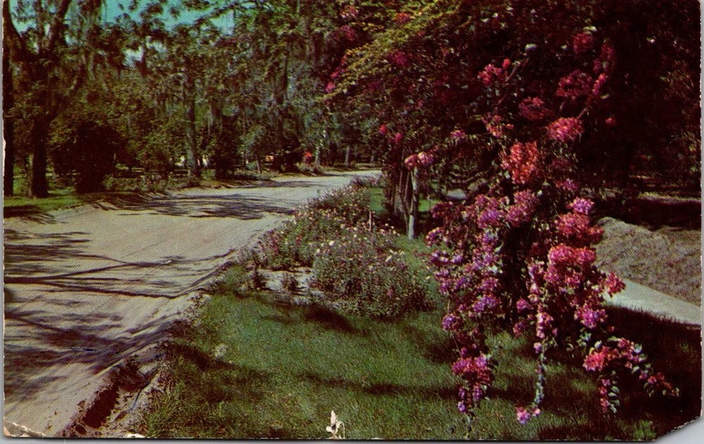 Vintage Winter Park FL Scenic Drive Bougainvillea Postcard 1956 Posted