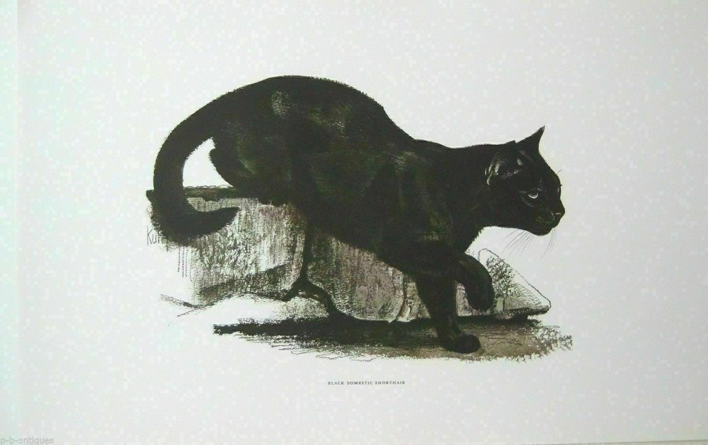 Black  Cat Sepia Art Print by Robert Kuhn c: 1960's