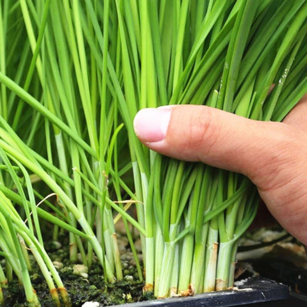 500 Garlic Chive Seeds for Planting - Heirloom, Non-GMO Chinese Chives Vegetable