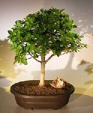 Premna Bonsai Tree Live Obtusifolia Flowering Indoor Tropical Plant 12'' Tall
