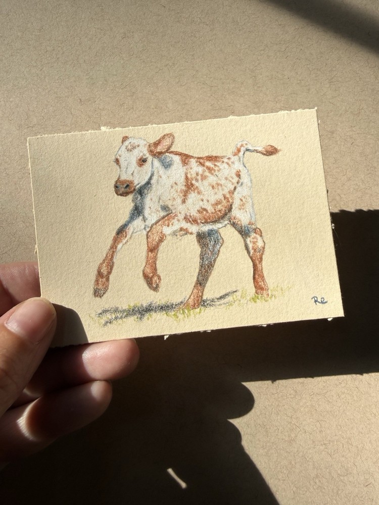 ACEO Art Card Original Longhorn Calf Color Pencil Drawing Miniature Signed
