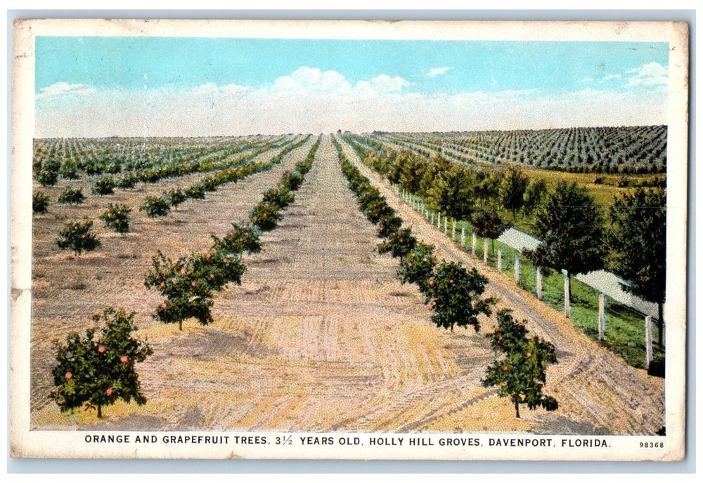 c1920's Orange and Grapefruit Holly Hill Groves Davenport Florida FL Postcard