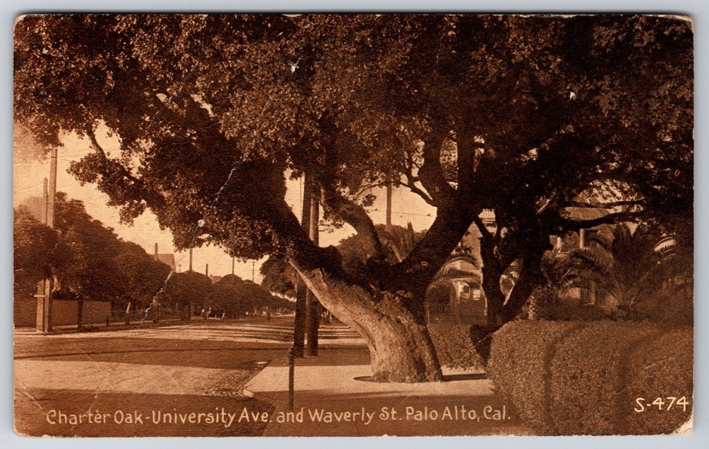 CA Palo Alto Charter Oak Tree University Ave and Waverly St 1917 Cancel Postcard