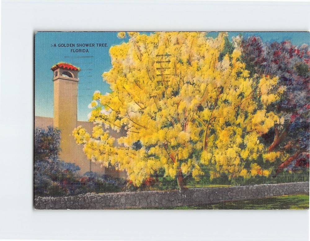 Postcard Golden Shower Tree in Florida USA