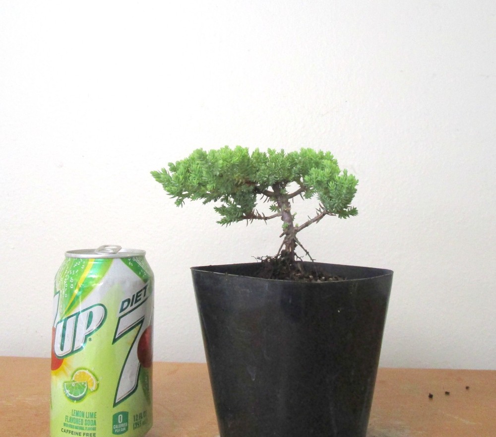 Dwarf Japanese Juniper for beginner friendly shohin mame bonsai tree