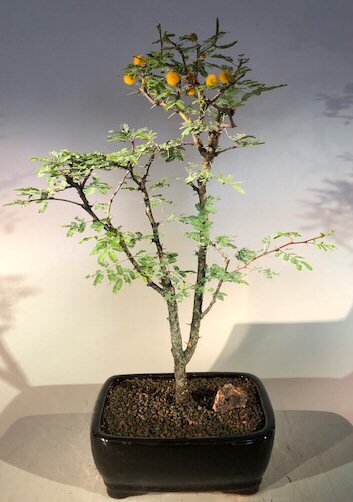 Acacia Farnesiana Bonsai Tree Flowering Dwarf Sweet Indoor Flowering 14