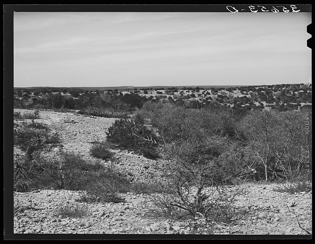 Photo:Kimble County Texas 1940 Rocky Hilly Terrain Scrub Oak Cedar Trees