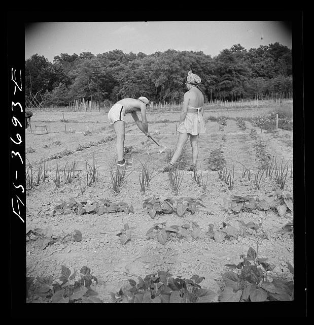 Photo:Greenbelt Maryland 1942 Residents Working Garden Plot
