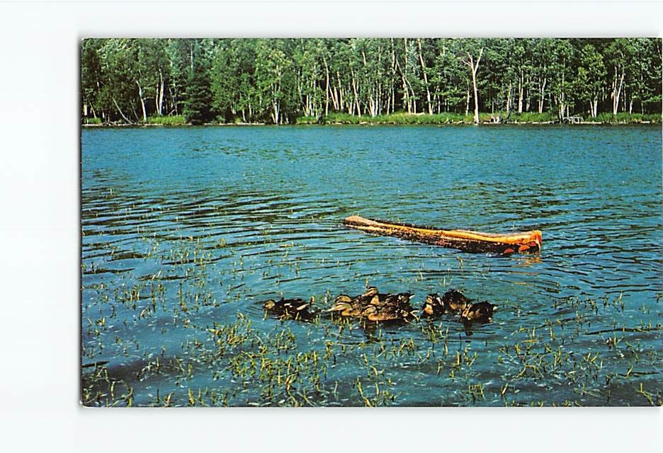 Postcard Lost Lake Woods Club Lincoln Michigan USA