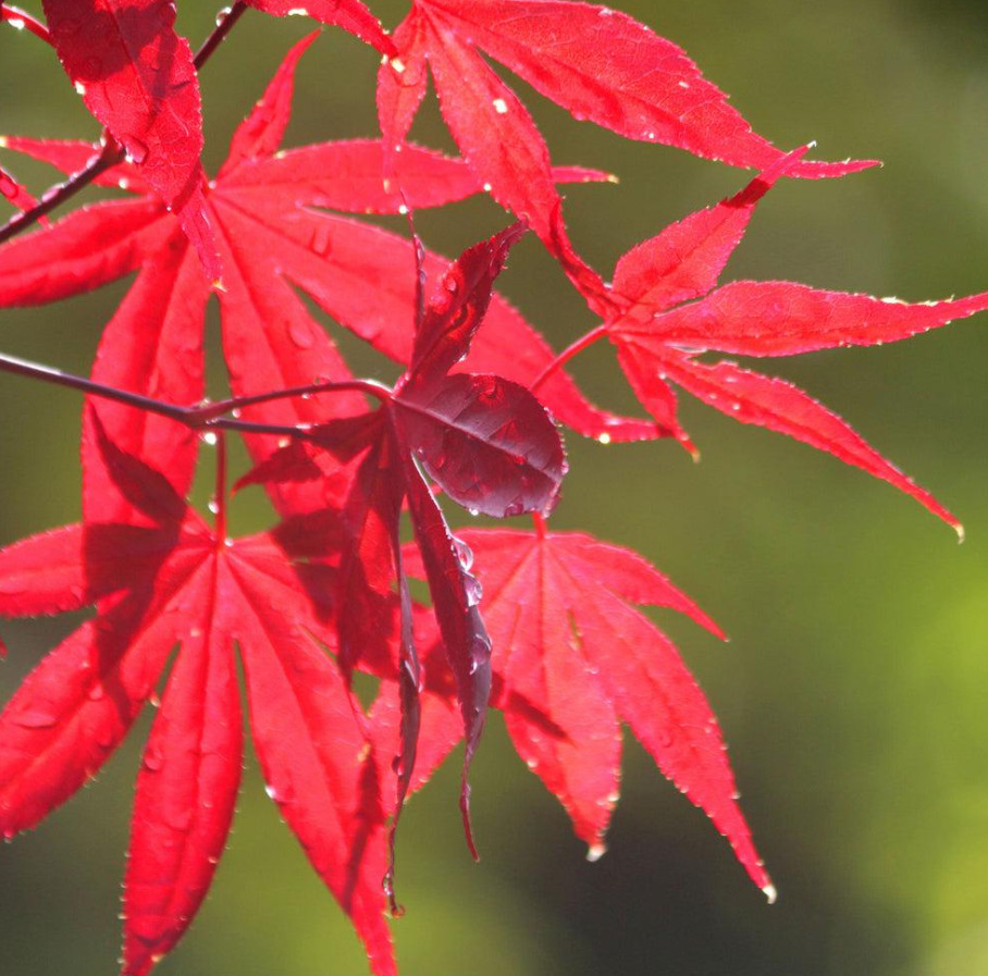 Bloodgood Japanese Maple Acer Palmatum 'Bloodgood' ***LIVE***-image