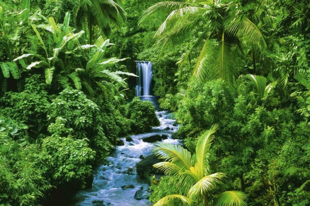 Tropical Rainforest - Nature Poster (Waterfall & Plants) (Size: 36