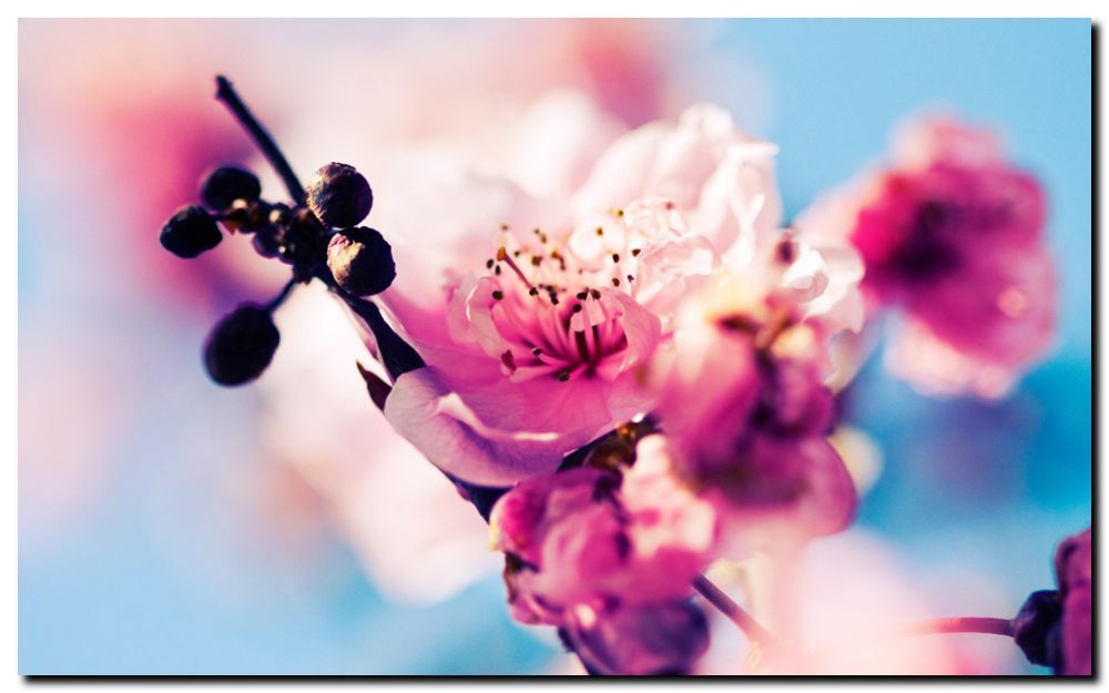 CHERRY BLOSSUMS  *FRAMED* CANVAS ART - 24x16