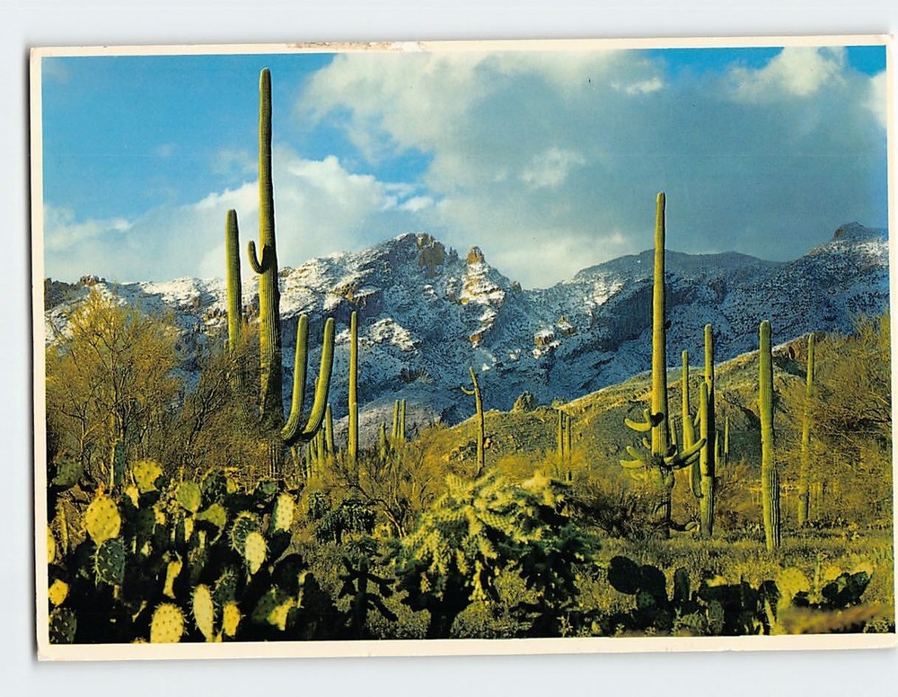 Postcard Snow-capped Catalina Mountains Desert Scene Arizona USA