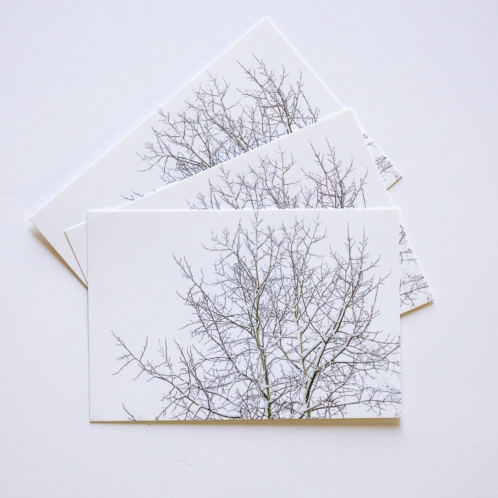 Snowy Tree Branches 4x6 Photo Postcard, 1 5 10 or 25 Postcard Lot Postcrossing