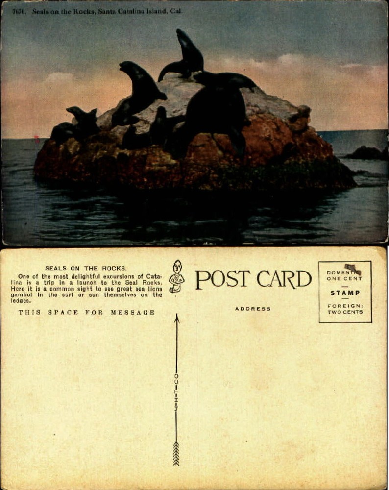 Santa Catalina Island California CA seals on rocks c1910