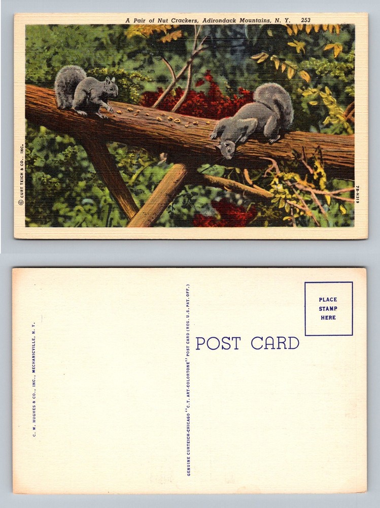 Adirondack Mtns, NY-New York, Pair of Nut Crackers Squirrels Vintage Postcard