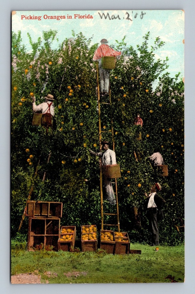 Vintage Florida Orange Picking Postcard 1908 Citrus Harvest Scene