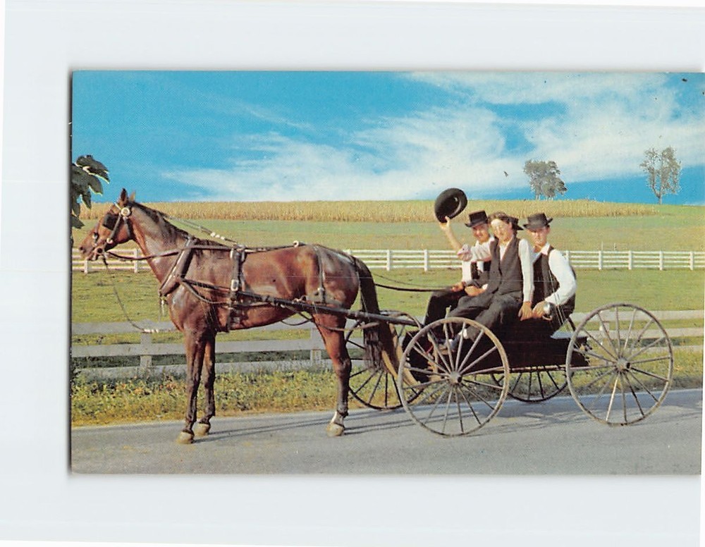 Postcard The Amish Courting Buggy Pennsylvania USA