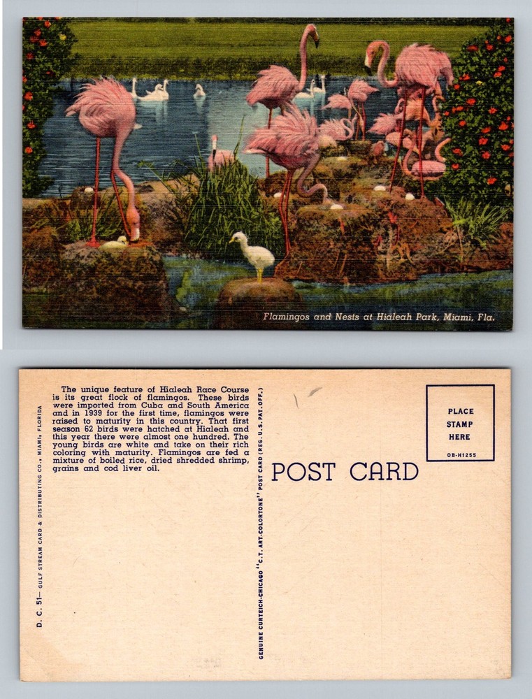 Miami, FL-Florida, Hialeah Park Flamingos & Chicks Nests Vintage Postcard