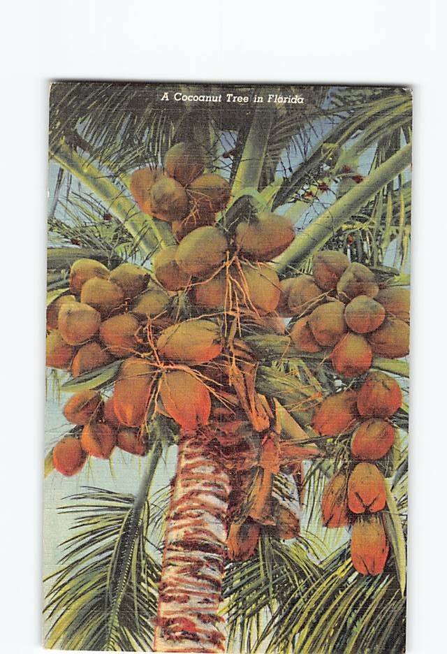 Postcard A Coconut Tree in Florida USA