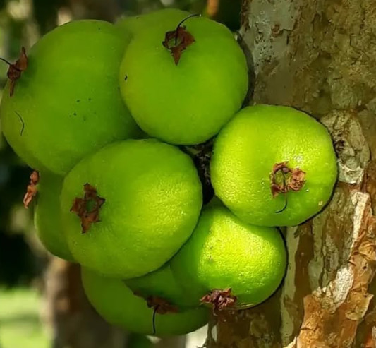 Plinia Aureana - Lemon Grass - Jaboticaba