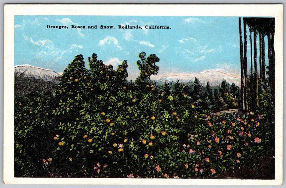 Vtg Postcard Oranges Roses and Snow Redlands, CA 1930s