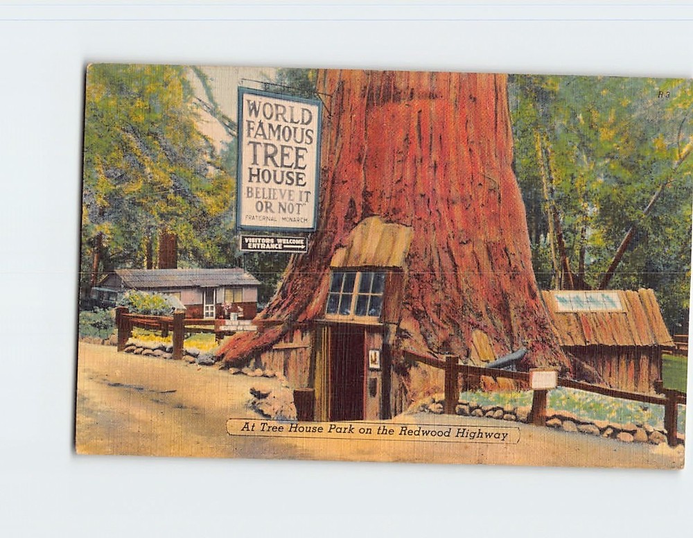 Postcard World Famous Tree Tree House Park Redwood Highway California USA
