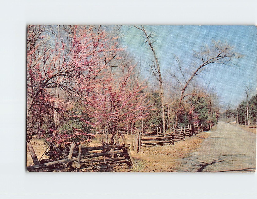 Postcard Cedars Of Lebanon State Park Lebanon Tennessee USA