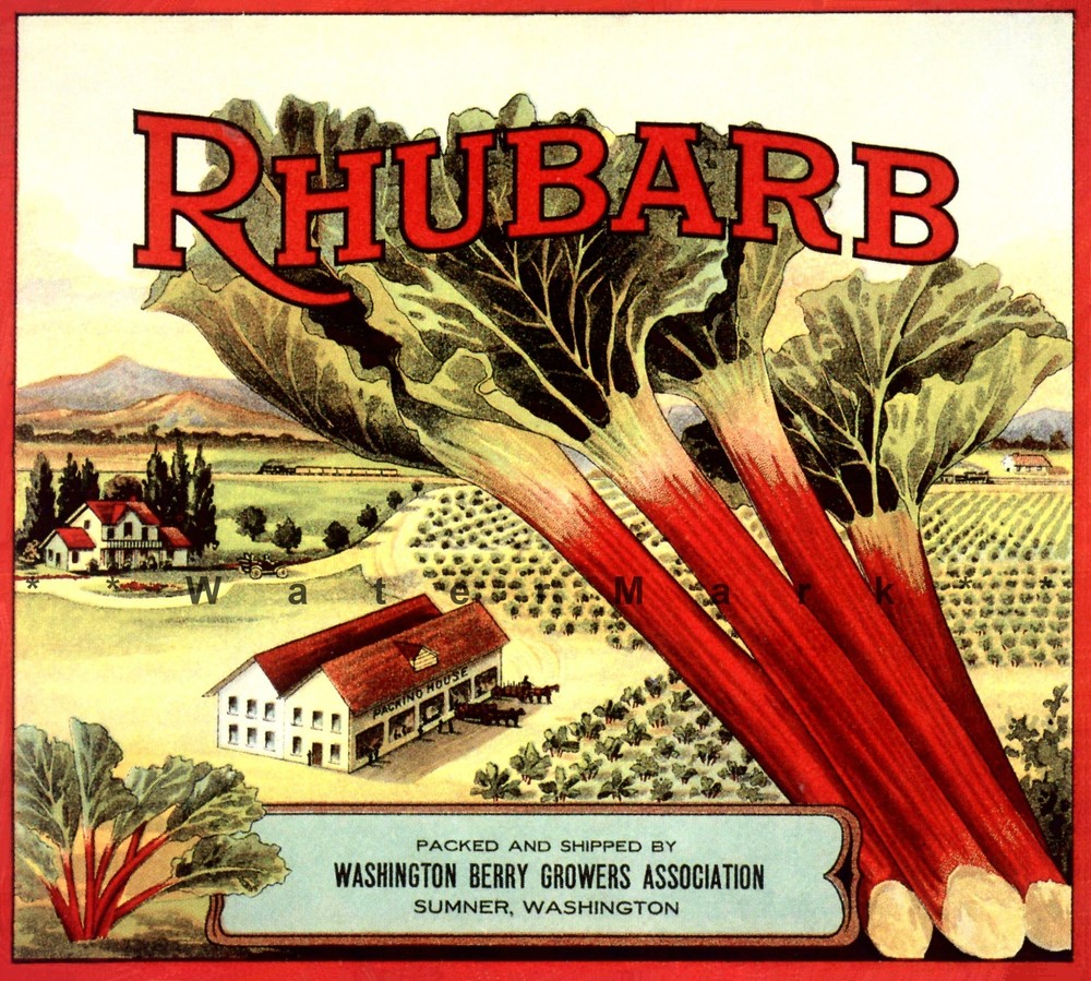 Vintage Rhubarb Crate Label Art Sumner WA Retro Fruit Poster Print