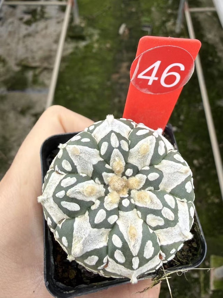 Astrophytum asterias Superkabuto V type succulent plants seedgrowth WYSIWYG 46#