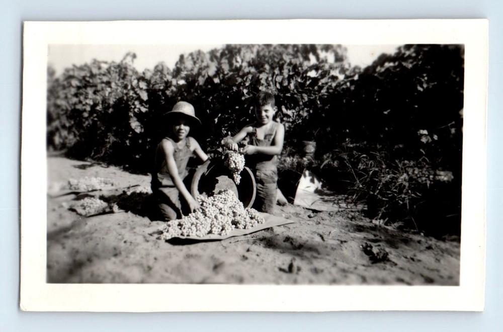 Old Vintage Photo PAIR BOYS PICKING GRAPES FOR WINE FOUND PHOTOGRAPH SNAPSHOT
