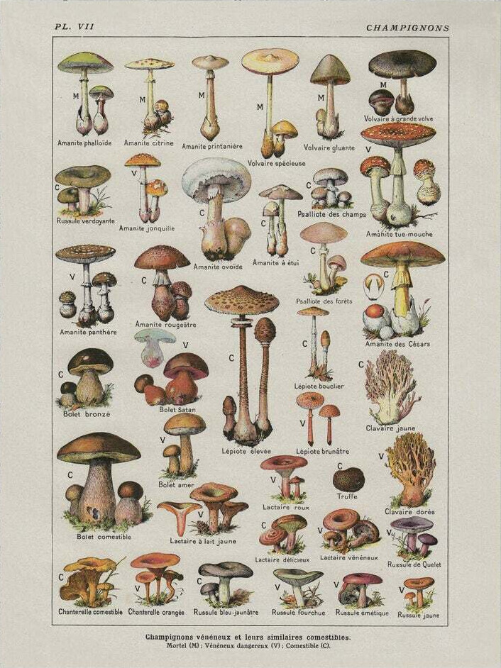 Vintage Mushroom Poster, Edible and Poisonous Mushroom Identification Chart 1910