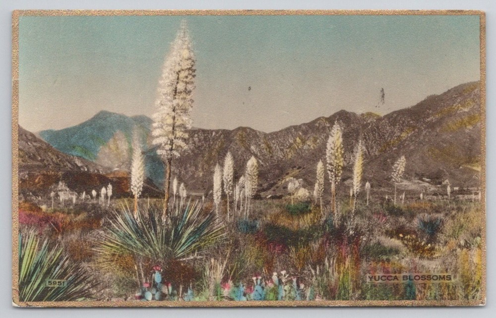 1935 Yucca Blossoms Hand-Colored RPPC Postcard Martin-Rose Co. Desert Mountains